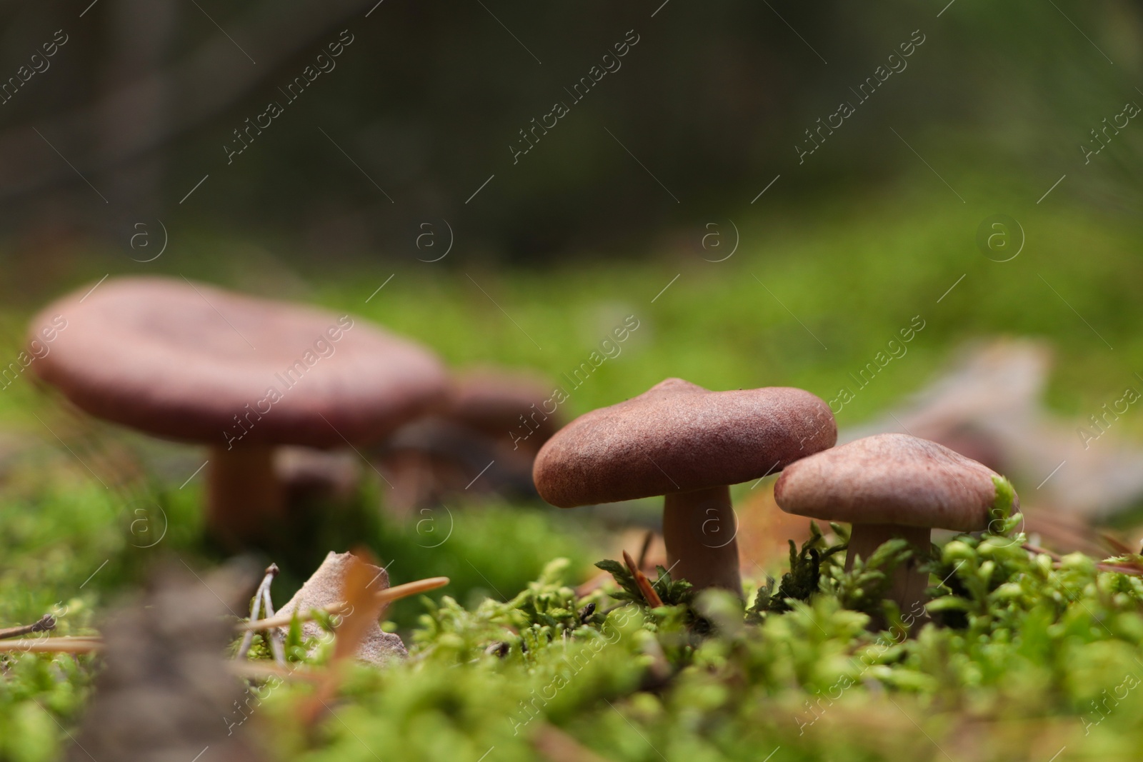 Photo of Beautiful lactarius mushrooms growing in forest on autumn day, space for text