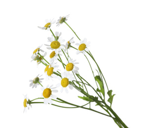 Photo of Bunch of beautiful chamomile flowers on white background