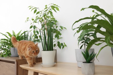 Adorable cat near green houseplants on wooden table at home