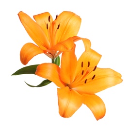 Photo of Beautiful fresh orange lilies on white background