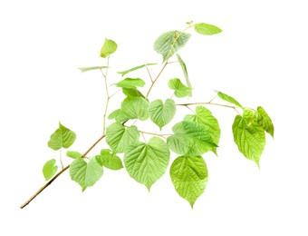 Photo of Branch of linden tree with young fresh green leaves isolated on white. Spring season