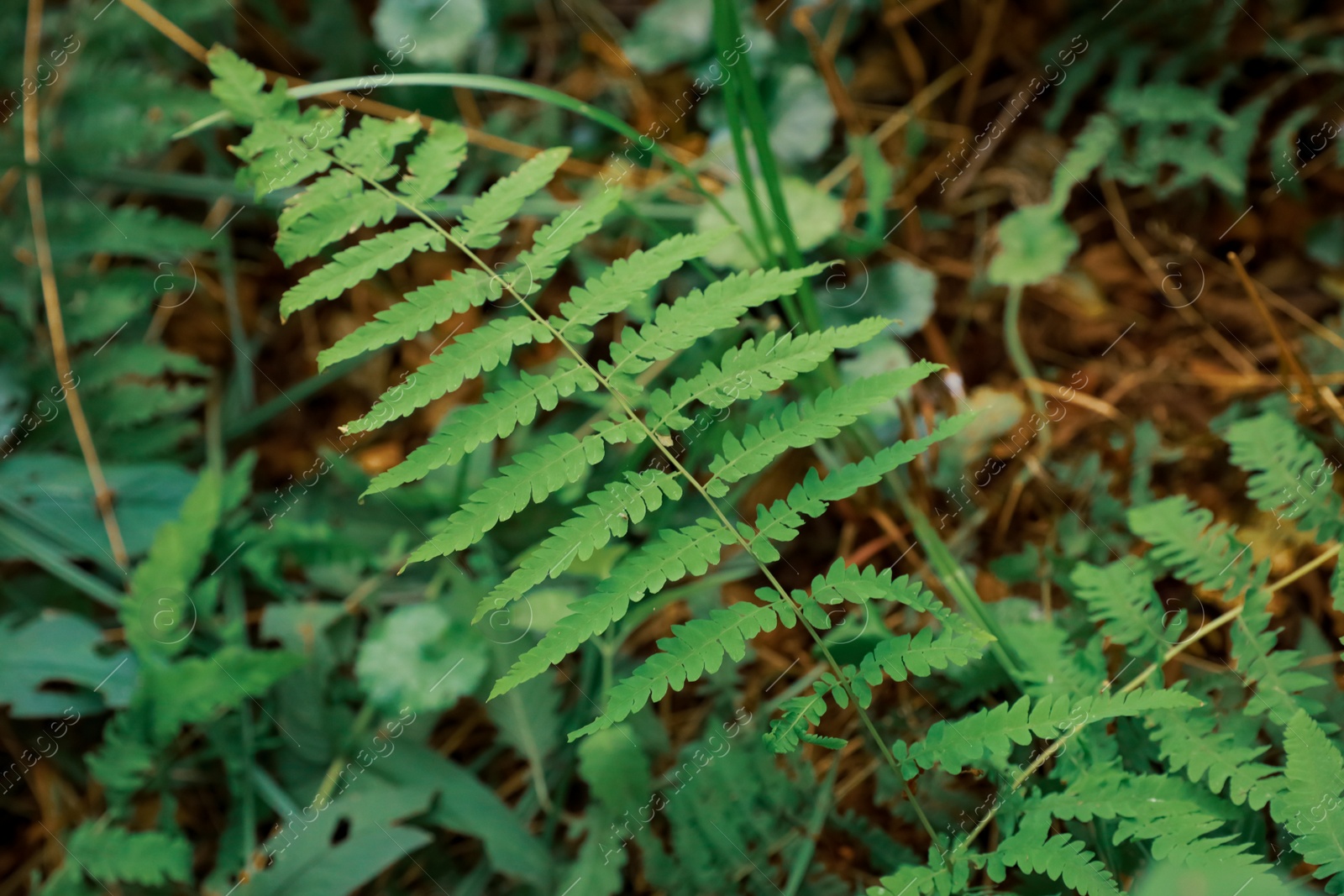 Photo of Green fern growing in forest, closeup view