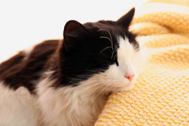 Photo of Cute cat relaxing on yellow knitted fabric. Lovely pet