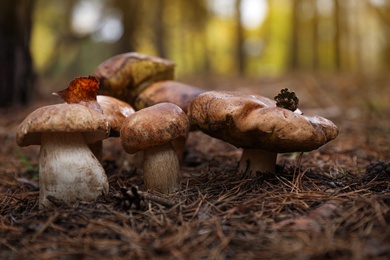 Photo of Wild edible mushrooms growing in autumn forest