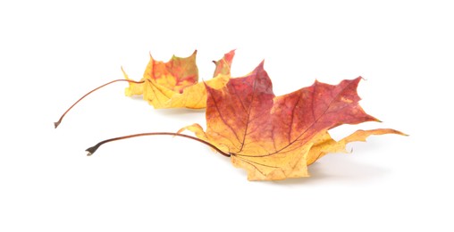 Autumn season. Beautiful maple leaves isolated on white