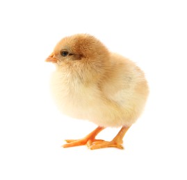 Photo of One cute chick isolated on white. Baby animal