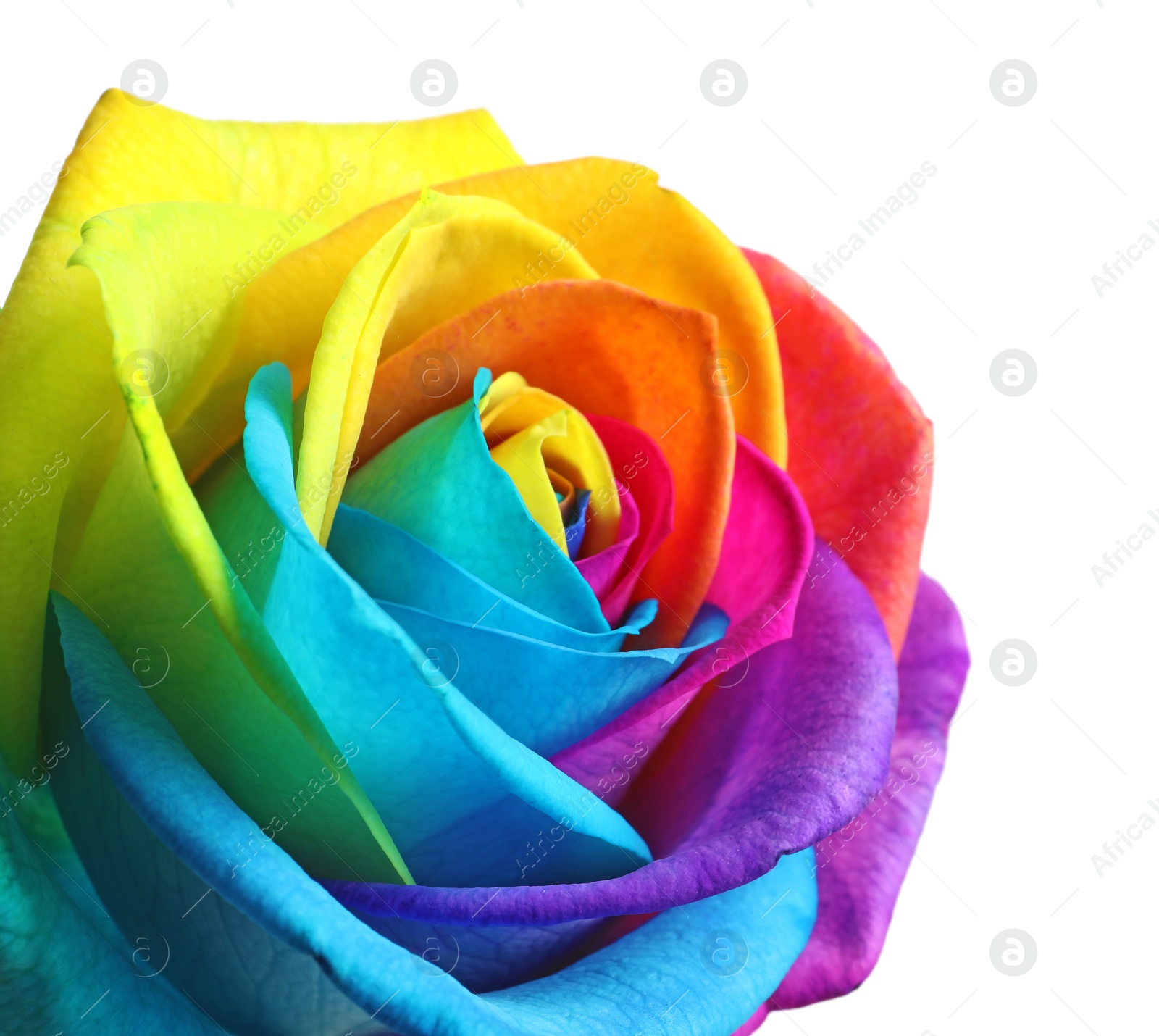 Photo of Amazing rainbow rose flower on white background