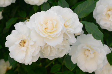 Beautiful blooming rose bush outdoors, closeup view