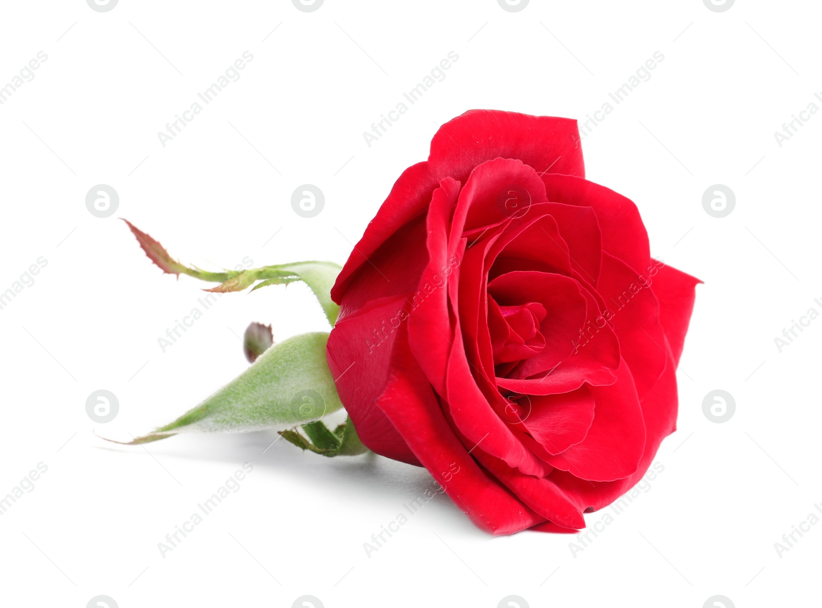 Photo of Beautiful red rose flower on white background