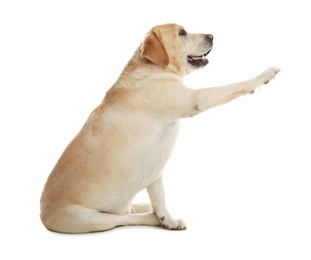Photo of Yellow labrador retriever giving paw on white background