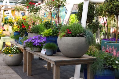 Photo of Many different potted flowers on wooden tables outdoors