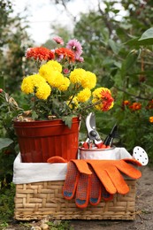 Photo of Wicker basket with gardening gloves, potted flowers and tools outdoors