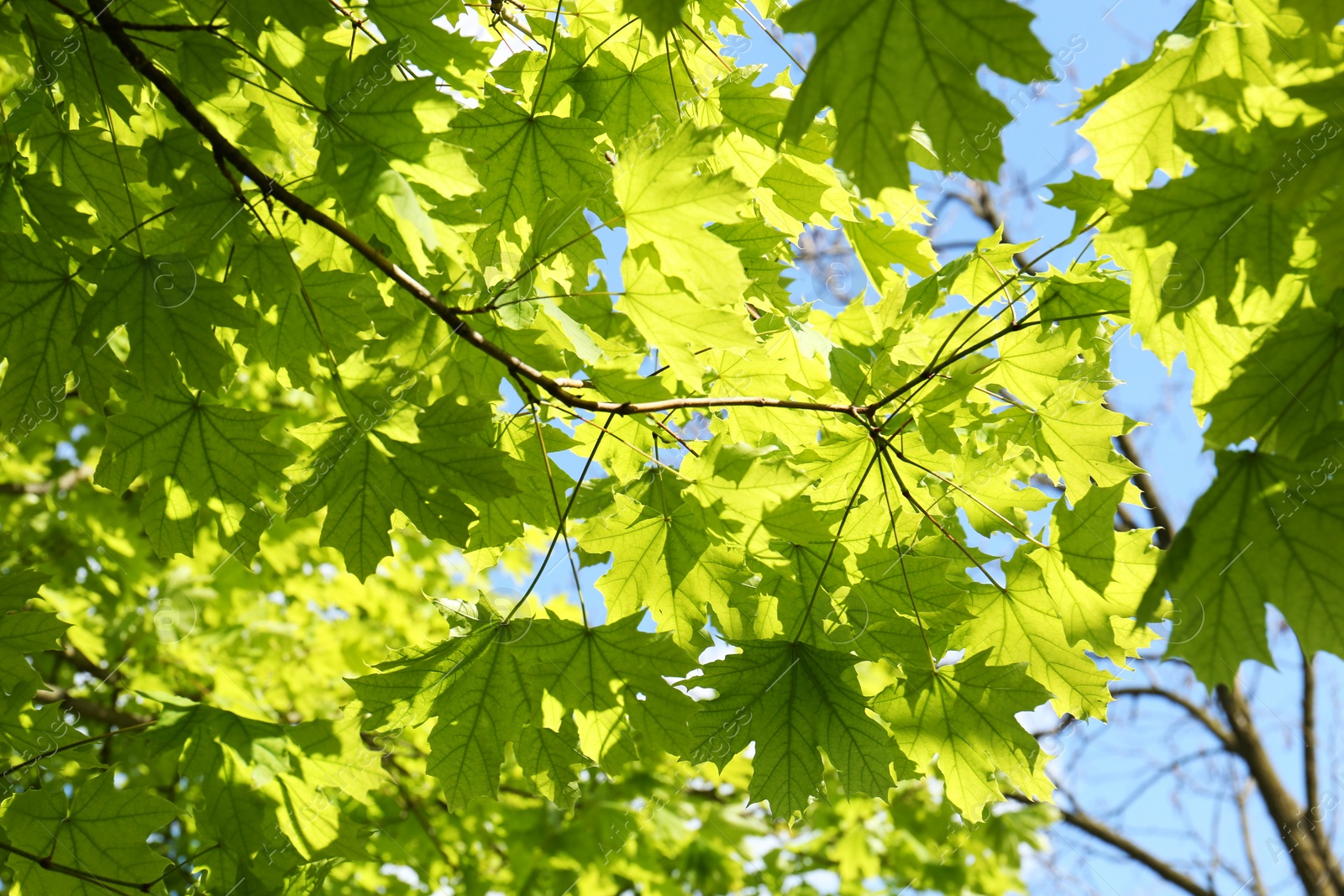 Photo of Beautiful branch of maple tree with green leaves outdoors, low angle view