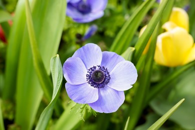 Photo of Beautiful blue anemone flower growing outdoors, closeup. Spring season
