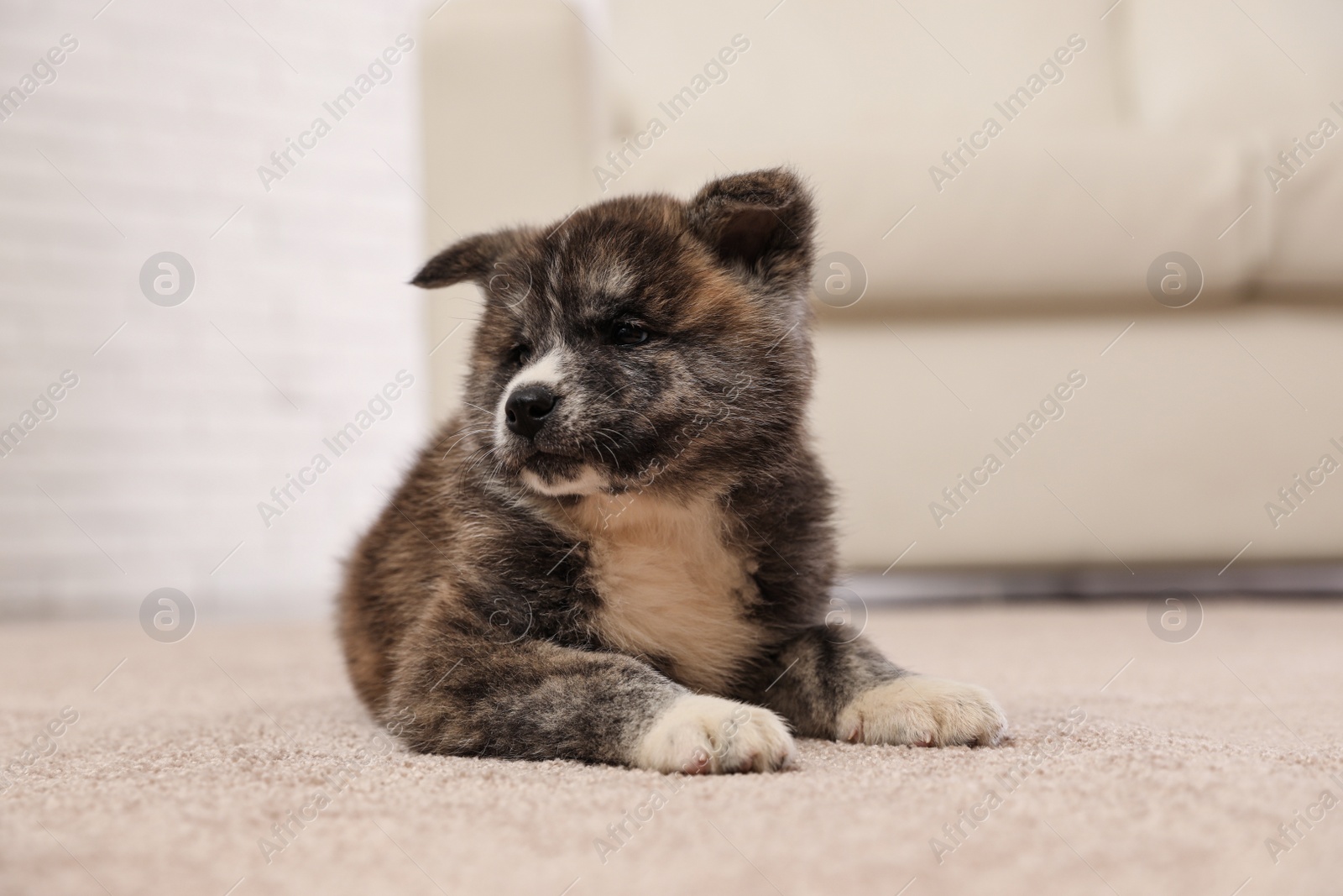 Photo of Cute Akita inu puppy indoors. Friendly dog