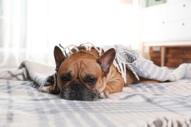 Photo of Funny French bulldog under warm plaid at home