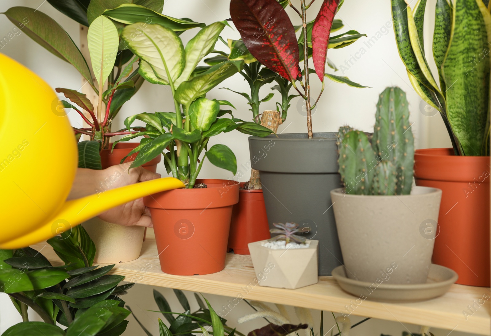 Photo of Woman watering indoor plants near wall at home, closeup