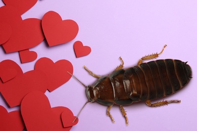 Valentine's Day Promotion Name Roach - QUIT BUGGING ME. Cockroach and red paper hearts on lilac background, flat lay 
