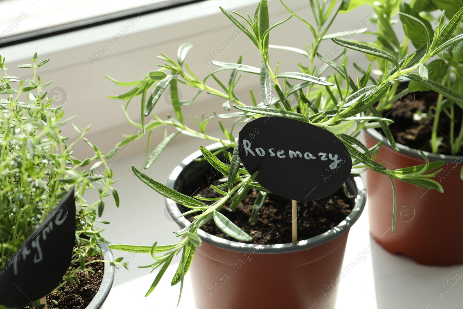 Photo of Different fresh potted herbs on windowsill indoors, closeup