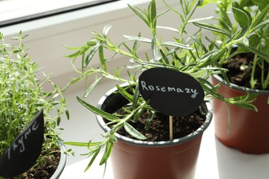 Different fresh potted herbs on windowsill indoors, closeup
