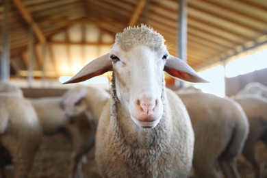 Photo of Sheep in barn on farm. Cute animals