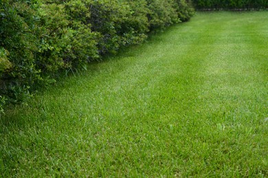 Photo of Beautiful green grass and bushes in garden
