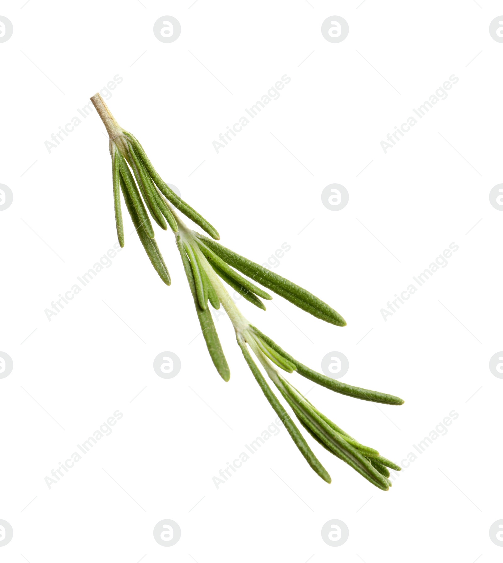 Photo of Fresh rosemary on white background