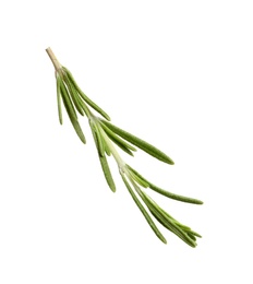 Photo of Fresh rosemary on white background