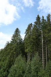 Beautiful tall green coniferous trees in forest