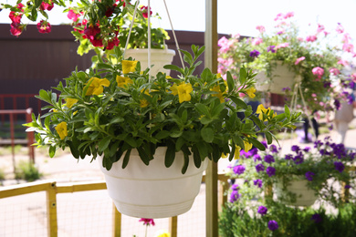 Beautiful petunia flowers in plant pot hanging outdoors