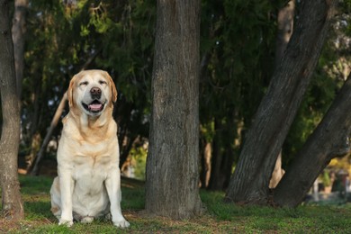 Photo of Yellow Labrador sitting among trees in park