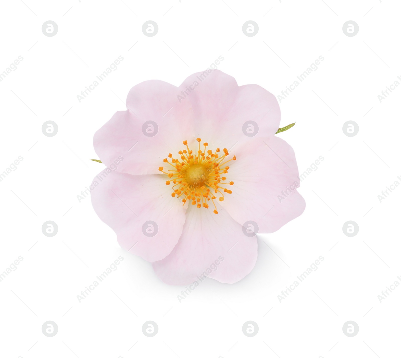 Photo of Beautiful rose hip flower isolated on white