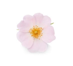 Photo of Beautiful rose hip flower isolated on white