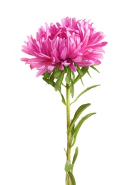 Beautiful bright aster flower on white background