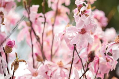 Photo of Closeup view of beautiful blooming magnolia tree outdoors