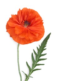 Beautiful bright red poppy flower on white background, top view