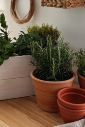 Different aromatic potted herbs on wooden table indoors