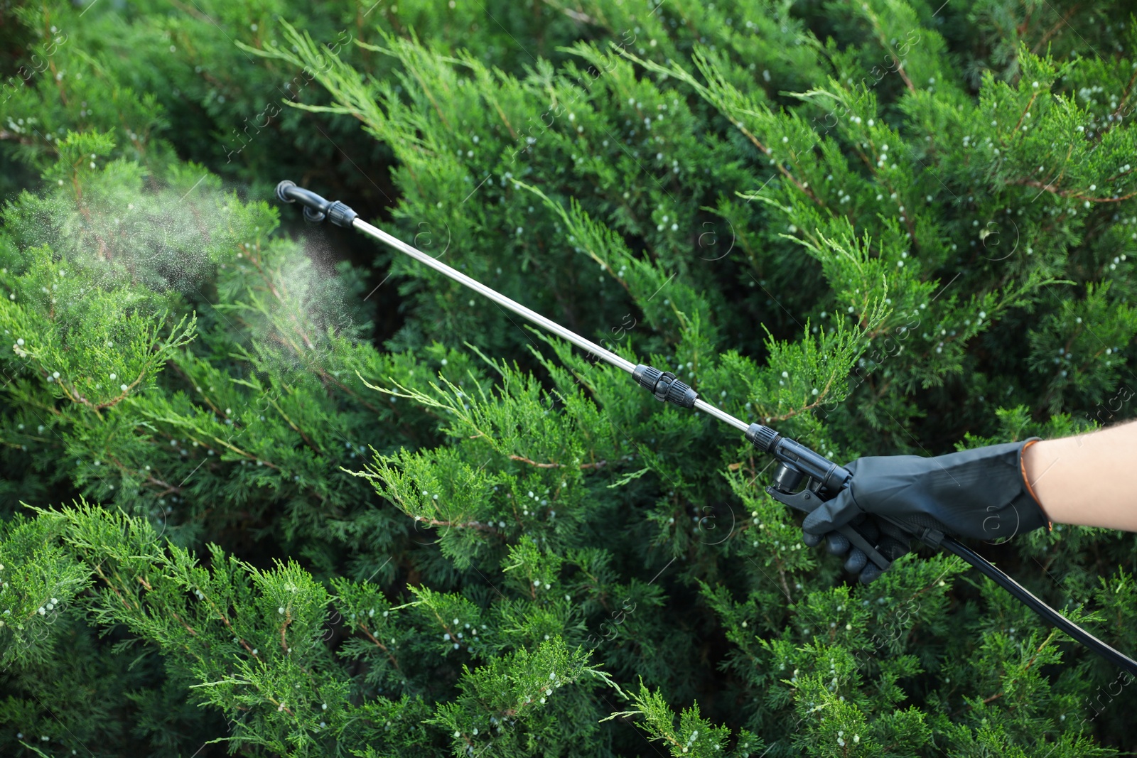 Photo of Worker spraying pesticide onto green bush outdoors, closeup. Pest control