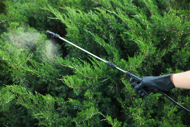 Photo of Worker spraying pesticide onto green bush outdoors, closeup. Pest control