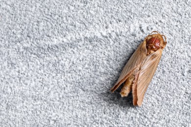 Photo of Brown common clothing moth on light grey textured background, top view. Space for text