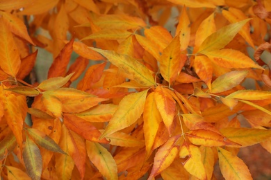 Photo of Tree with bright leaves outdoors on autumn day