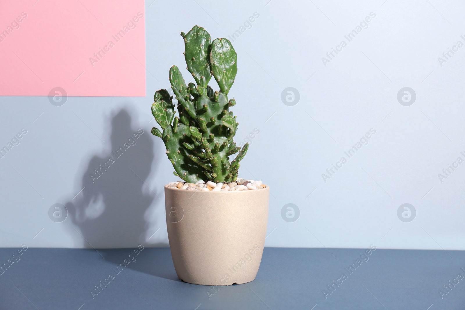 Photo of Beautiful cactus on table against color background