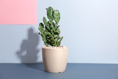 Beautiful cactus on table against color background