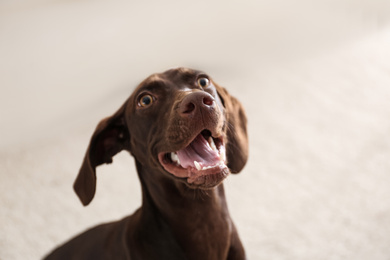 Photo of Beautiful brown German Shorthaired Pointer dog at home