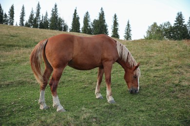 Photo of Beautiful horse in field. Lovely domesticated pet