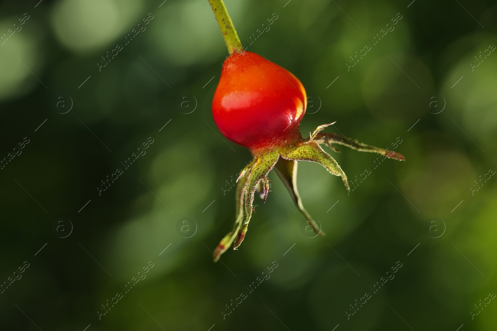 Photo of Ripe rose hip berry outdoors on sunny day, closeup