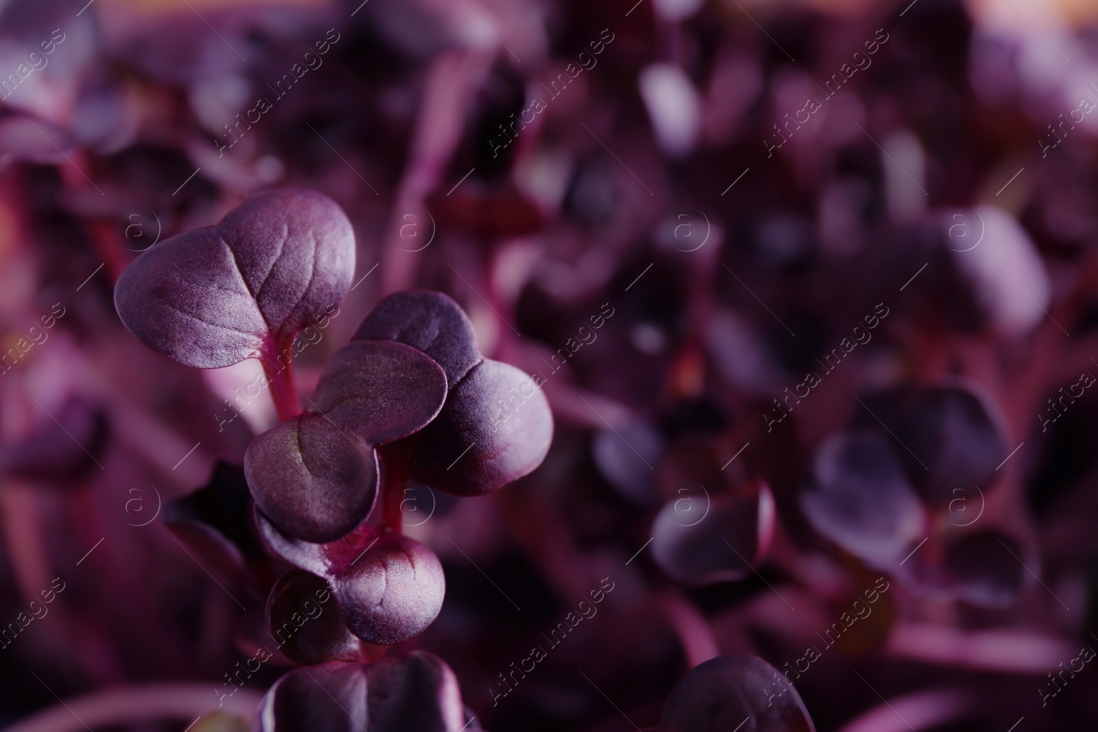 Photo of Fresh radish microgreens as background, closeup view
