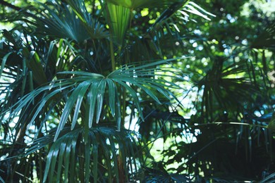 Photo of Beautiful tropical plant with green leaves outdoors