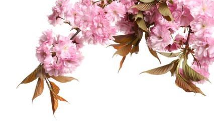 Beautiful sakura tree branches with pink flowers isolated on white