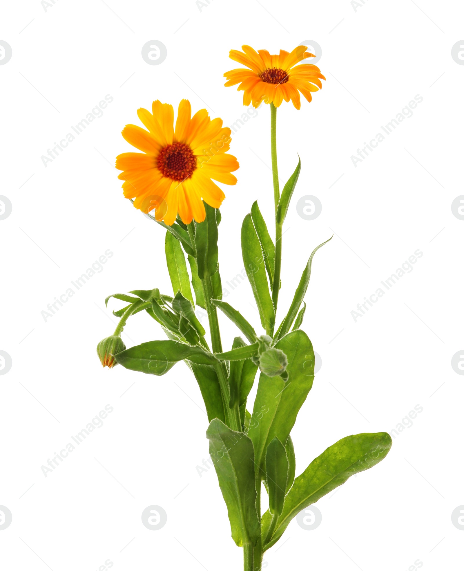 Photo of Beautiful blooming calendula plant isolated on white